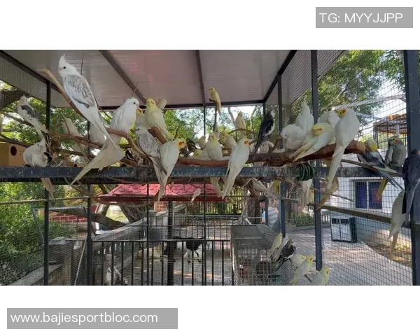 都柏林动物园为鹦鹉命名帕洛特引发热议带队杀入附加赛